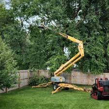 Best Fruit Tree Pruning  in Munhall, PA