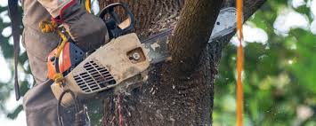 Professional Tree Care in Munhall, PA