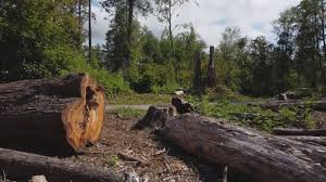 Best Tree Disease Treatment  in Munhall, PA
