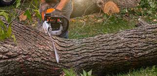 Best Lot and Land Clearing  in Munhall, PA