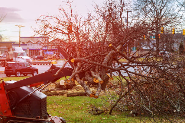 How Our Tree Care Process Works  in  Munhall, PA