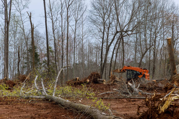 Best Stump Grinding and Removal  in Munhall, PA