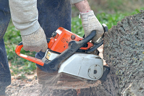  Munhall, PA Tree Care Pros