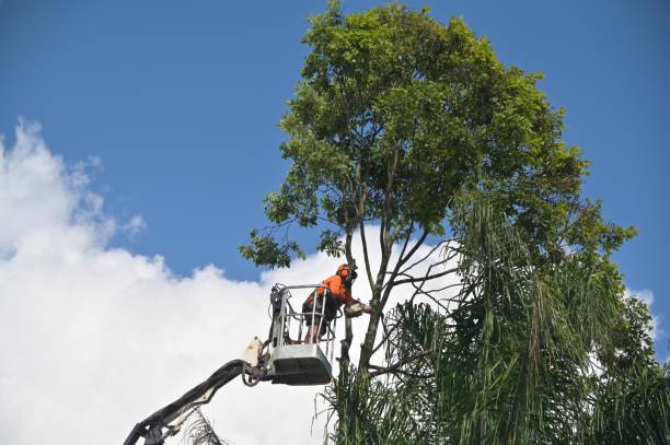 Best Landscape Design and Installation  in Munhall, PA