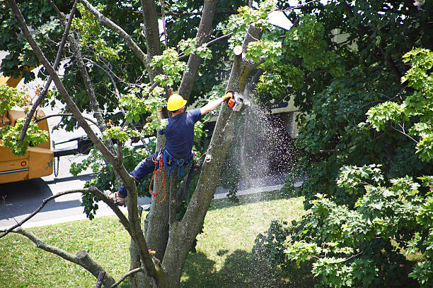 Best Lawn Maintenance Plans  in Munhall, PA