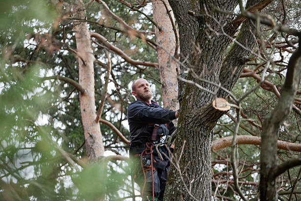 Best Tree Trimming and Pruning  in Munhall, PA