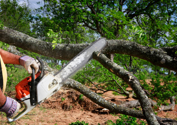 Best Tree and Shrub Care  in Munhall, PA