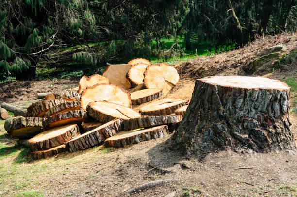 Best Emergency Tree Removal  in Munhall, PA